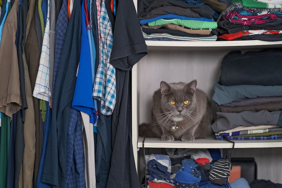 A gray British Shorthair cat sitting on a shelf in a clothes-filled wardrobe, offering a cozy scene.