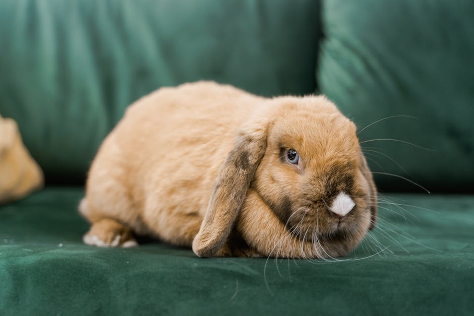 Block Pets From