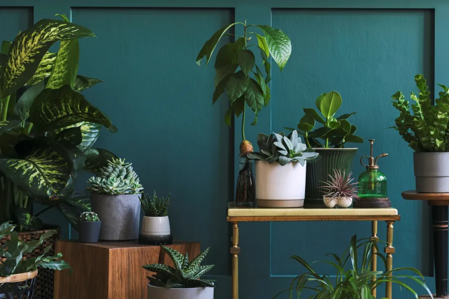 10 Houseplants To Add A Natural Touch To Your Home